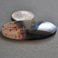 Petrified Wood, Petrified Palm Root, Natural