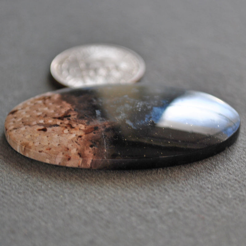 Petrified Wood, Petrified Palm Root, Natural