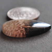 Petrified Wood, Petrified Palm Root, Natural