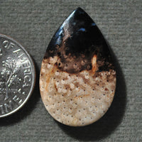 Petrified Wood, Petrified Palm Root, Natural