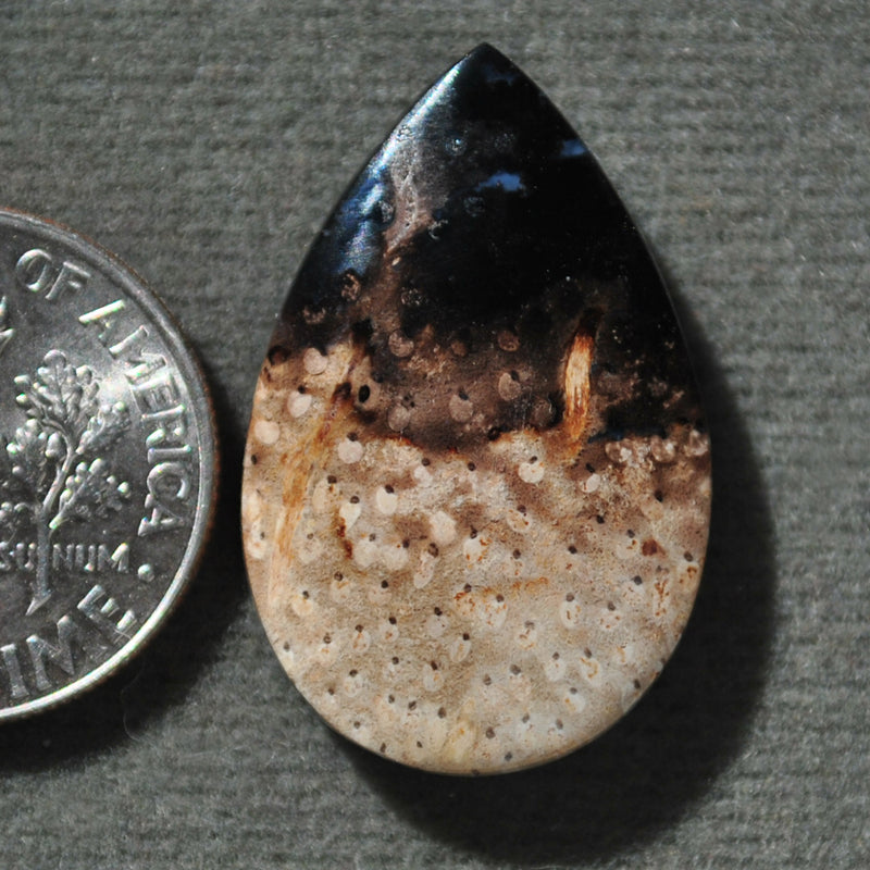 Petrified Wood, Petrified Palm Root, Natural