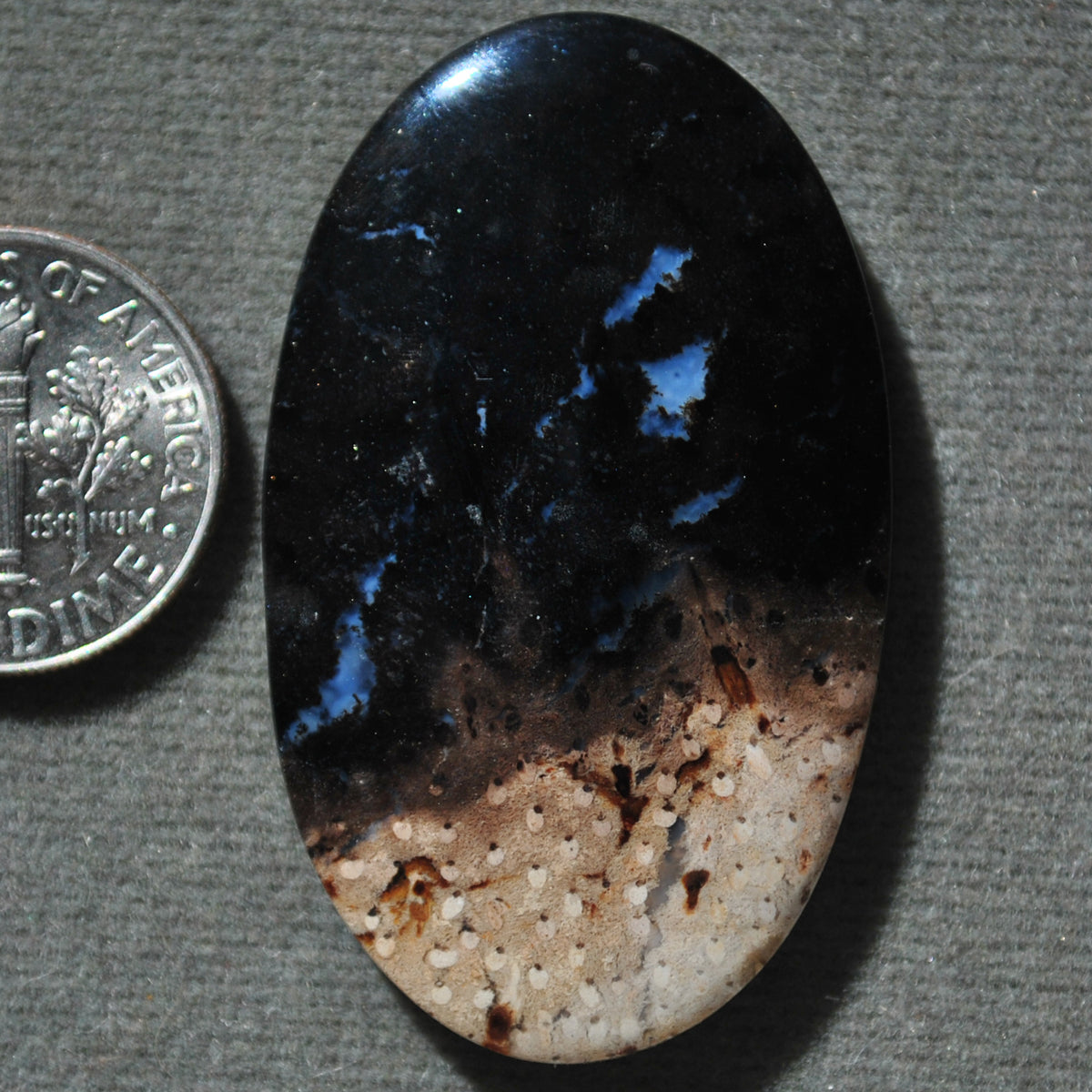 Petrified Wood, Petrified Palm Root, Natural